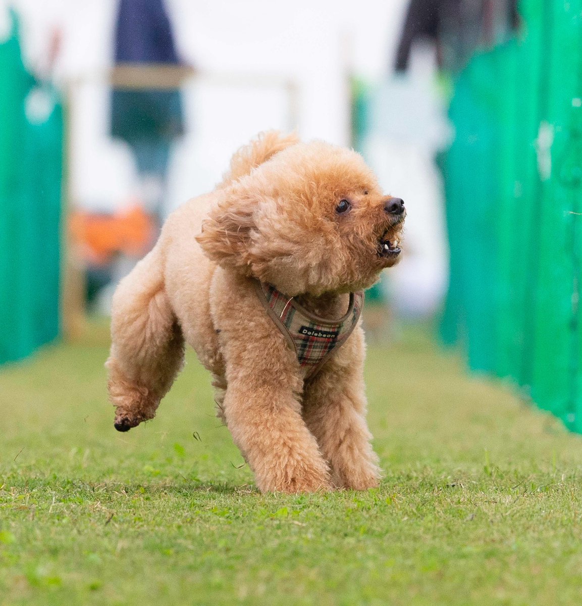 トイプードルPoochin🌱とミヌエットKiki (@IW29WOXYx9SJanR) / Posts / X