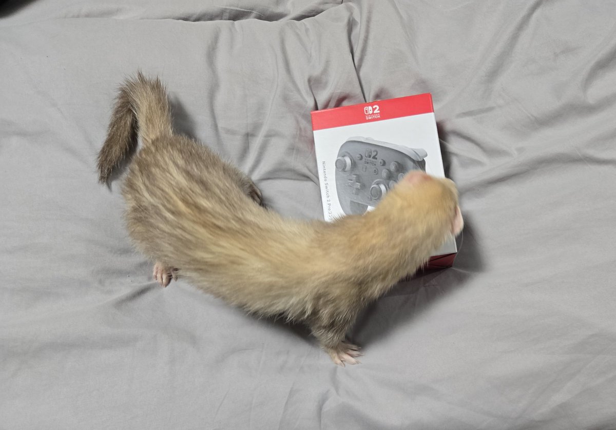 sdetect4083's tweet image. 帰りにふらっと寄ったジョーシンで普通プロコン2買えた！嬉しー😙😙

#Switch2 #プロコン #フェレット