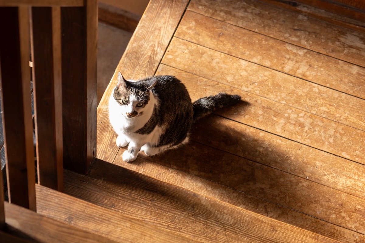 shibuhatya's tweet photo. 帰りを待つ
#猫
#猫のいる暮らし 
#Sigma
 #Sigmafp https://t.co/0RmkAWcmNp