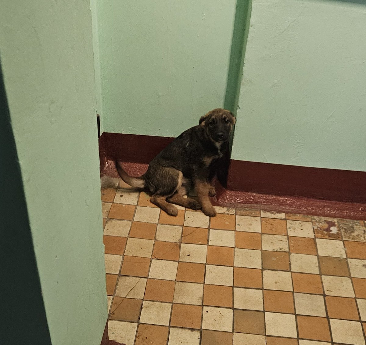 Куда в Москве пристраивают бездомных животных? Прибился щенок в подъезде, такой милый! Написал на активный гражданин, но мб кто забрать хочет, или приюты берут? Кто сталкивался