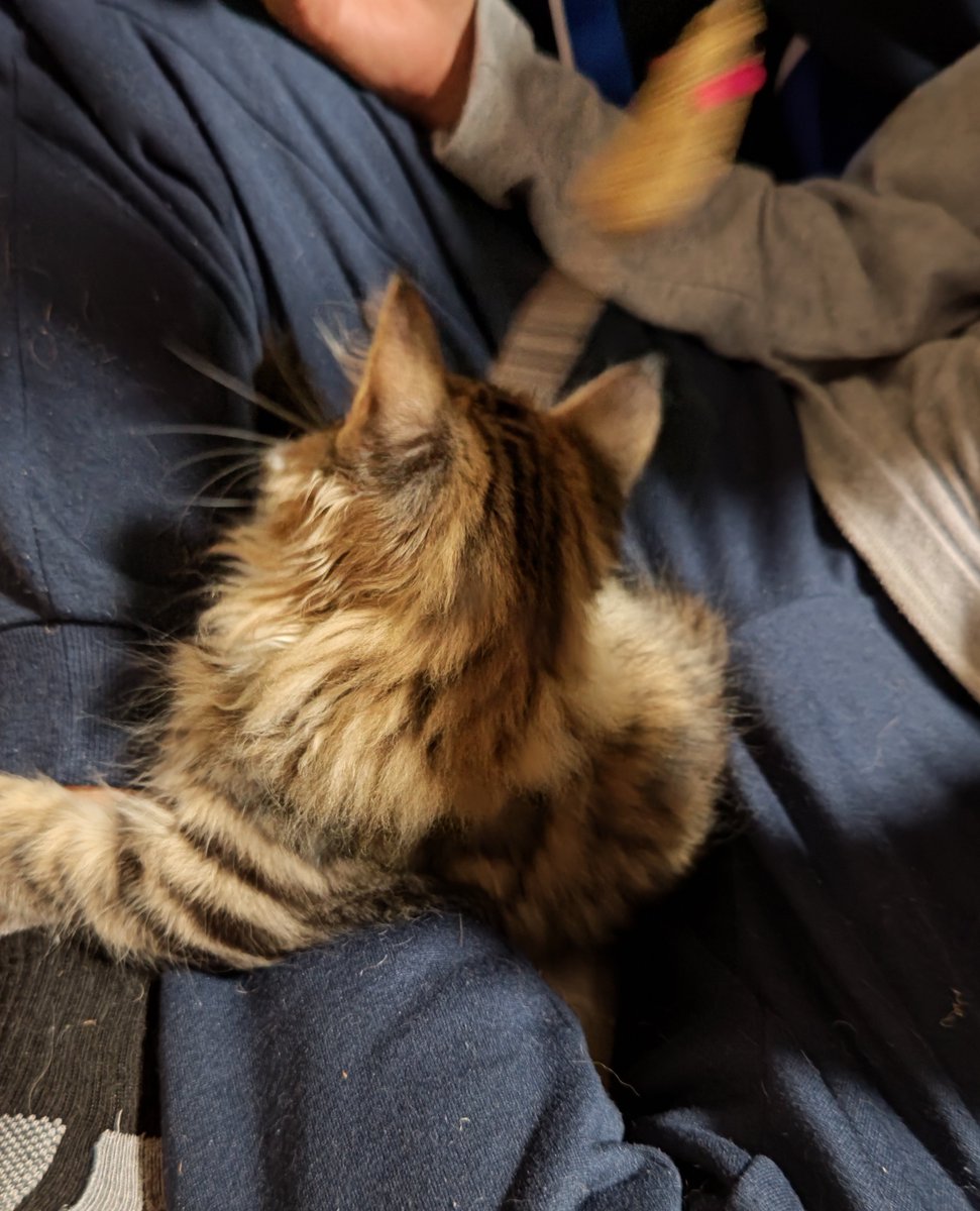 coco_ruby's tweet image. 息子の友達が3人遊びに来て桃鉄やってたんだけど一人がずっと猫と遊んでくれてて毛だらけになってた笑
この猫は人見知りしなさそう😊
#メインクーン #猫のいる暮らし