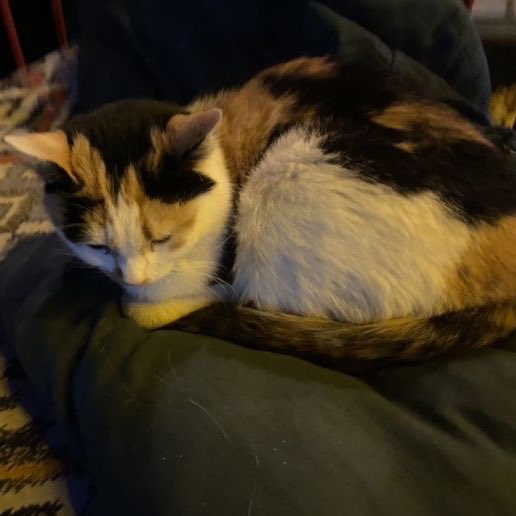 ⠀
в детройте снег. будьте острожнее на дорогах, сейчас повышен риск возникновения аварийных ситуаций. 

дороти никак не хотела отпускать меня на работу, пришлось долго убеждать ее слезть с меня и проведать хлою. 

⠀