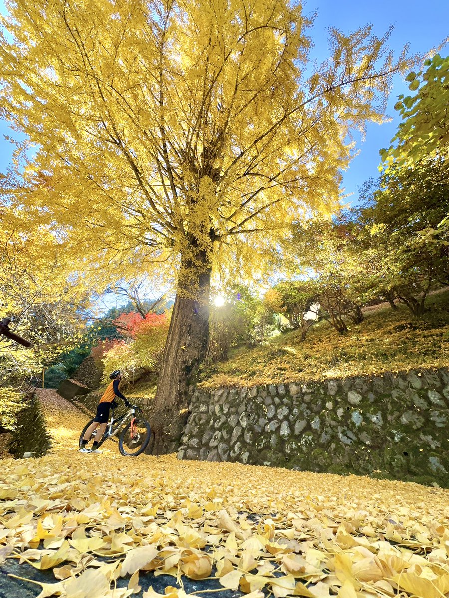 yukimtb's tweet image. 今年も大好きな成木のイチョウの木を拝むことができました✨🍂✨

毎年癒されています😌

ありがとう🙏