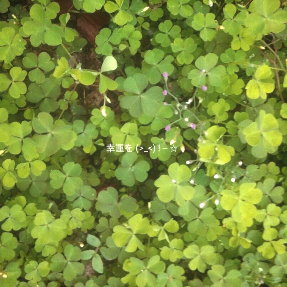 vrora's tweet image. maybe i’m just a little lucky charm in a white tee.