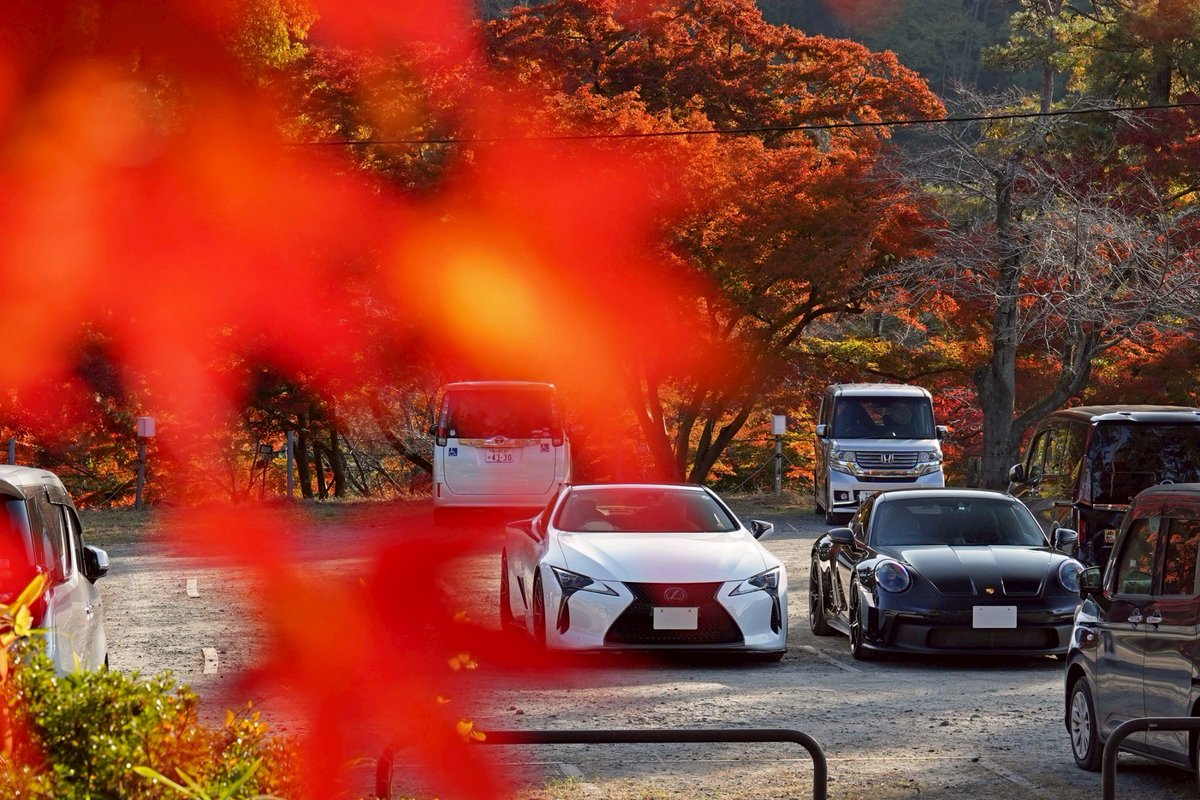 🍁