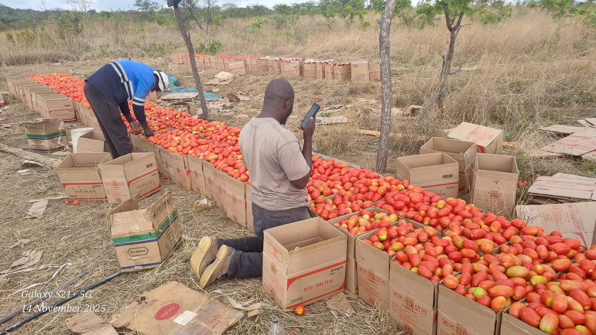 Charterseeds's tweet image. The legacy continues! Mr. Dziso grows Tomato Amani, the worthy successor to Star 9065, in Mutare. A milestone worth celebrating! From Star 9065 to Amani ,Mr. Dziso continues a legacy of excellence in Mutare. Congratulations on this milestone!#farming #Charterseeds #SeedsOfSuccess