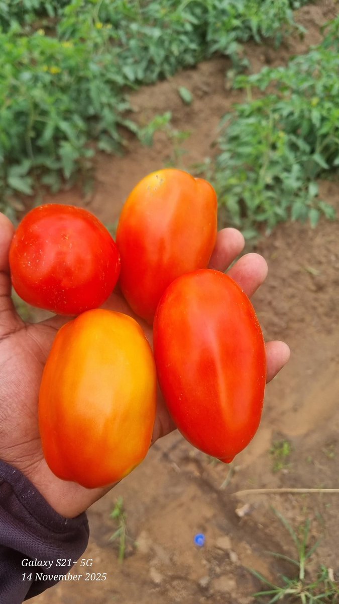 Charterseeds's tweet image. The legacy continues! Mr. Dziso grows Tomato Amani, the worthy successor to Star 9065, in Mutare. A milestone worth celebrating! From Star 9065 to Amani ,Mr. Dziso continues a legacy of excellence in Mutare. Congratulations on this milestone!#farming #Charterseeds #SeedsOfSuccess