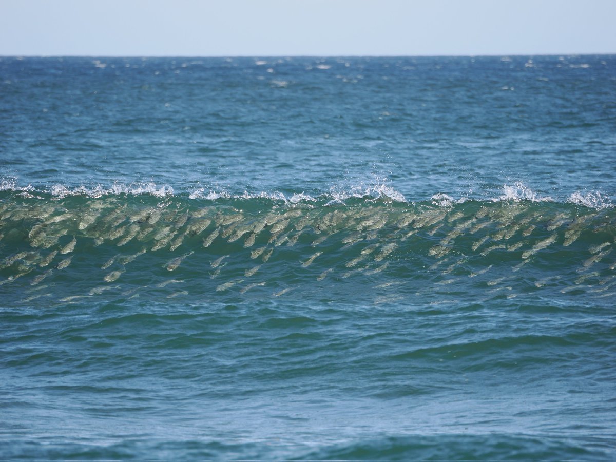 rustica0's tweet image. このところマイワシが回遊してきていて釣り人で賑わっているのですが、ボラの大群が波に乗ったり跳ねたりする様子も見られました。
河口や港で見ることはあっても、砂浜でもこんな密度になるのですね。
釣り人はスズキ等釣り上げているようでした。
上空には魚を狙うミサゴも頻繁に現れます。