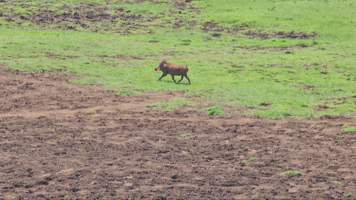 Understanding our ecosystem is essential for effective environmental monitoring and conservation.

🤔Which animals are in our ecosystem? 
🤔What species do they belong to, and how do they contribute to ecological balance? 
🤔What are the population sizes of these species?