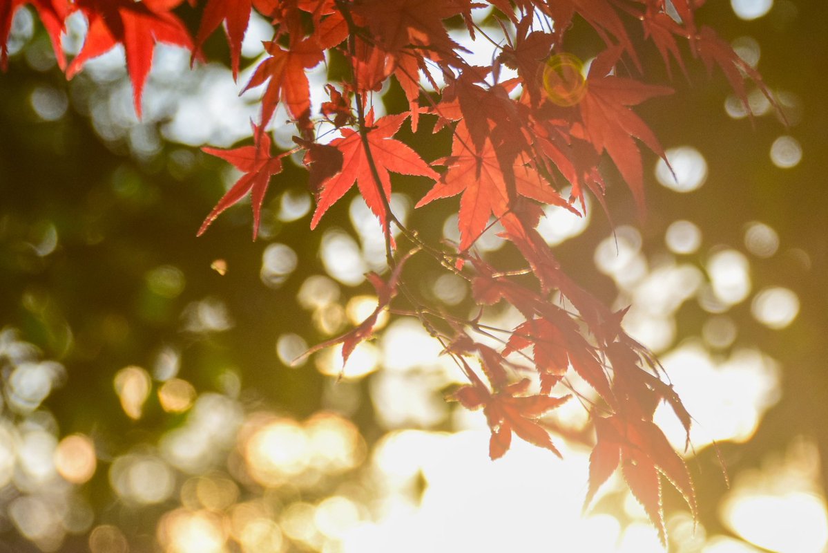 もみじ🍁