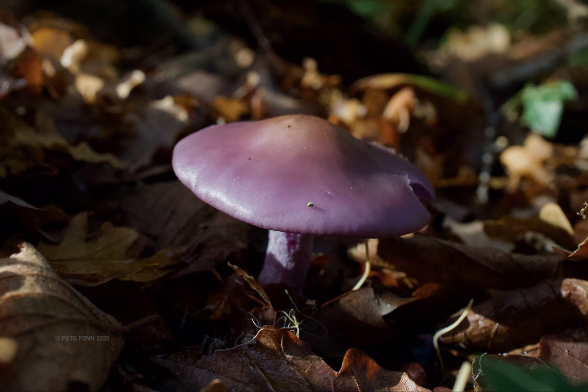 I believe this is a Wood Blewitt. My favourite colour mushroom 🩷#MushroomMonday