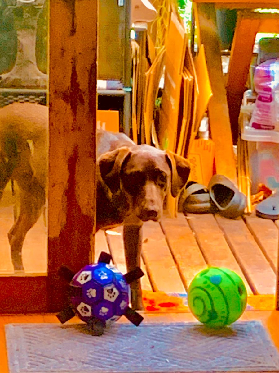 Marliya’s Ball Woop-Woop #2! Typical 2-year-old German Shorthaired Pointer x kelpie antics! Just can’t get enough of her many balls! Don’t know why we keep buying them for her!