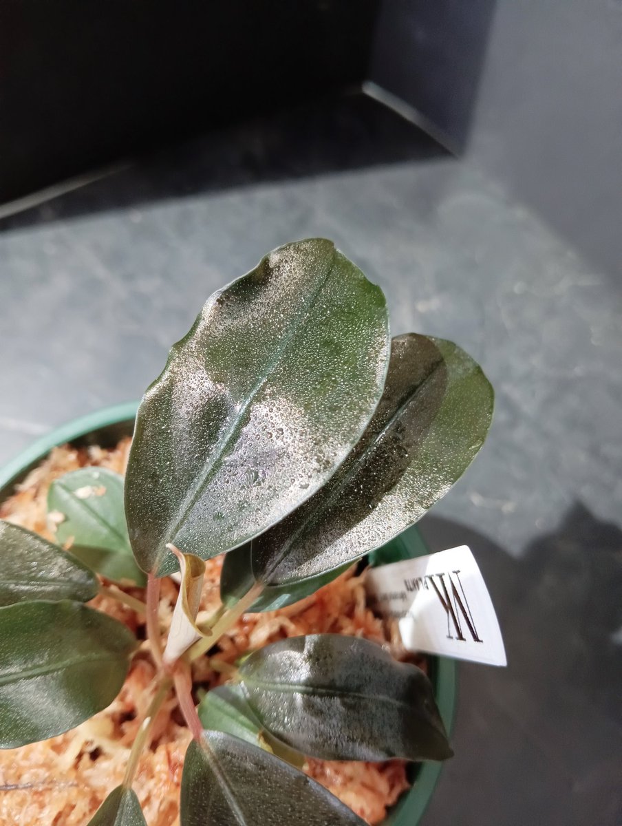 Bucephalandra sp. kabupaten Landak kalimantan Barat T-3809-1