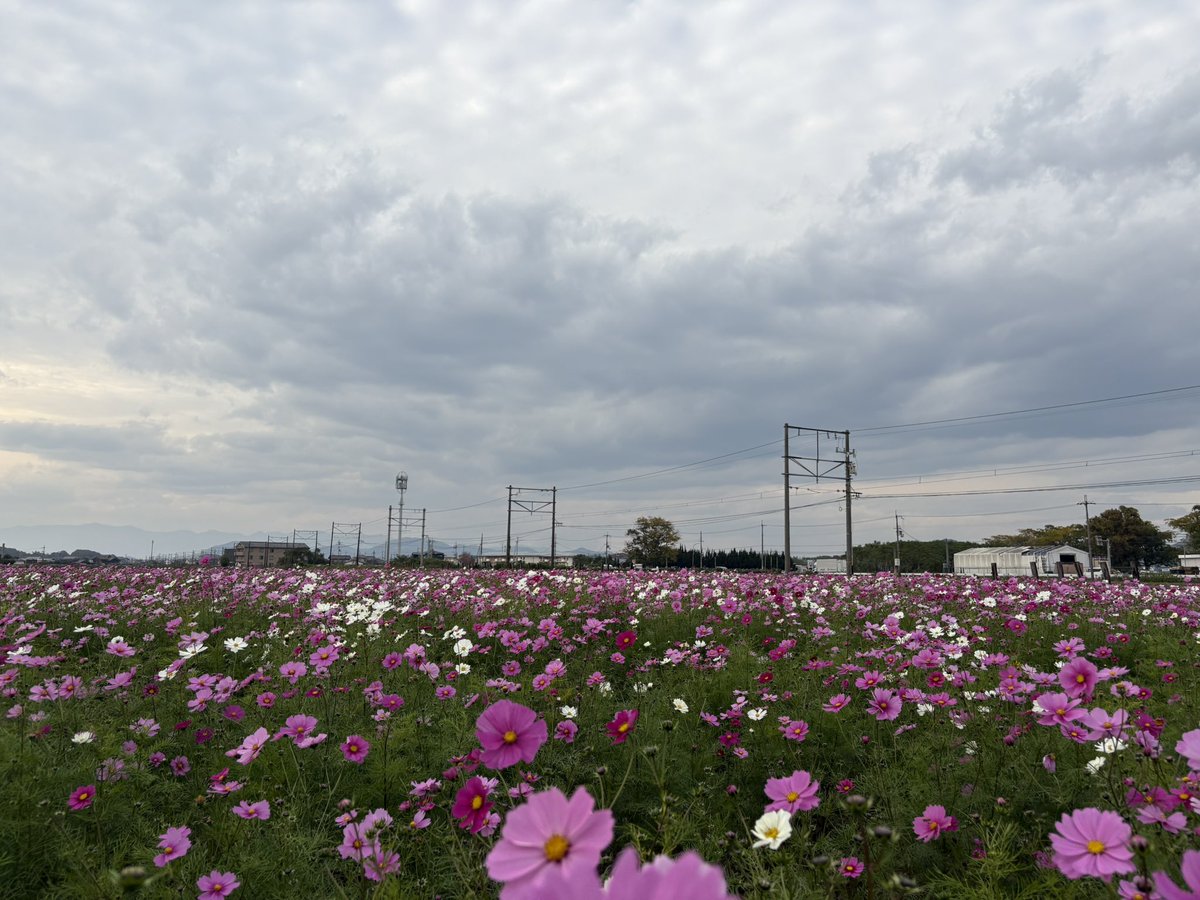 細野 正洋氏製作　バイオリン　4/4 細野 正洋氏製作 バイオリン 4/4 - メルカリ