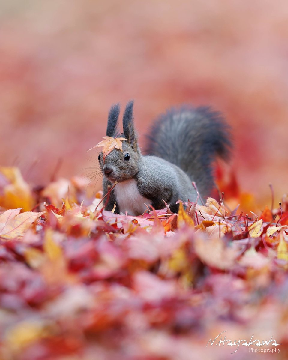 最高のファッションリーダー！頭にちょこんとモミジの帽子。時折見せるこの無邪気な表情に心奪われます。
#エゾリス 

【2026年版エゾモモンガカレンダー販売中】
ご購入は『BASE SHIRETOKODREAM』で検索