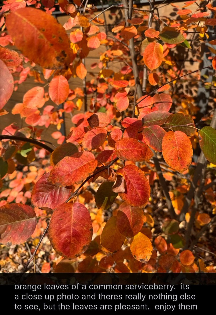 hangmediaa's tweet image. orange leaves of a common serviceberry