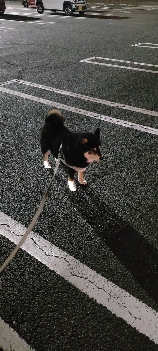 mamemamemakmaki's tweet photo. スーパーの駐車場で立ち尽くしてたらおとなしいですねハスキーですか？っていわれたワン https://t.co/k6oWQR7GDk