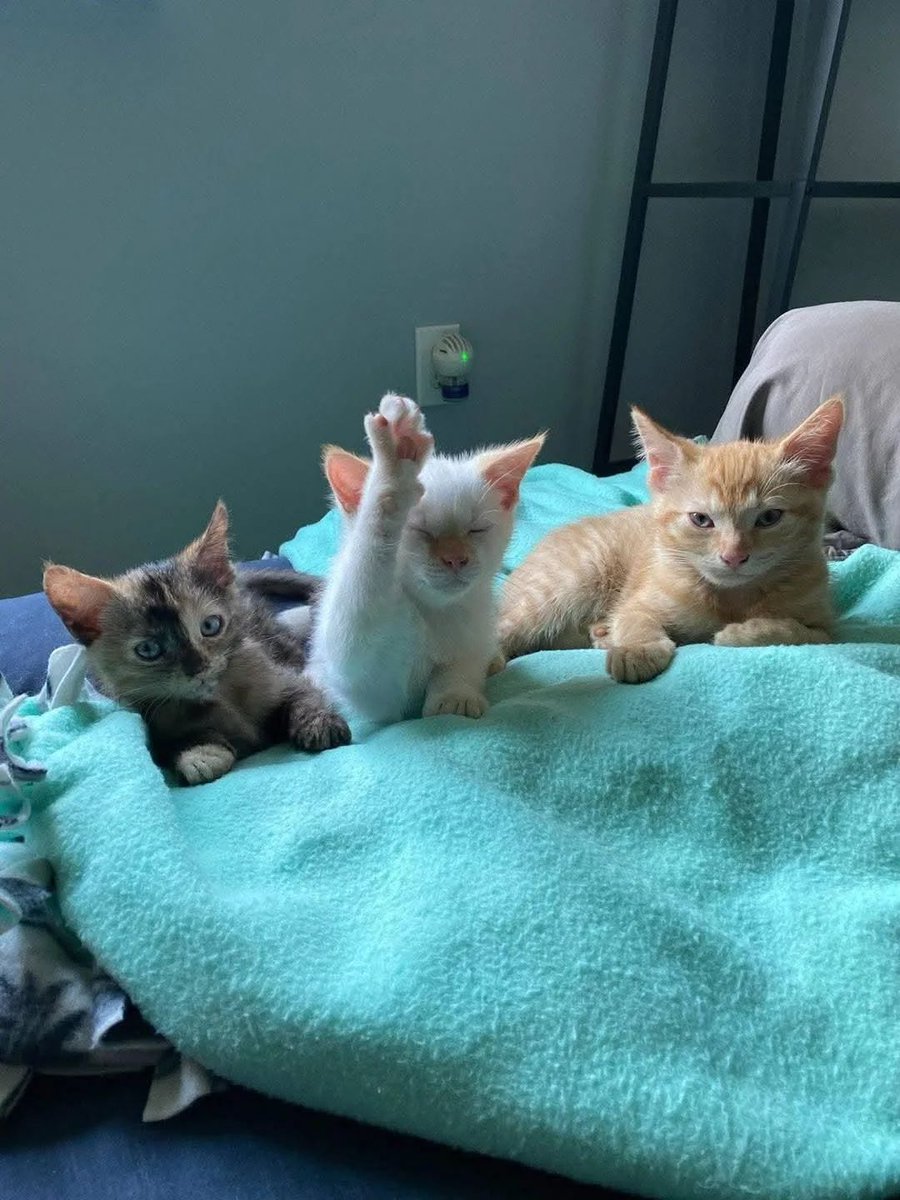 TheCatsX's tweet image. He has a question