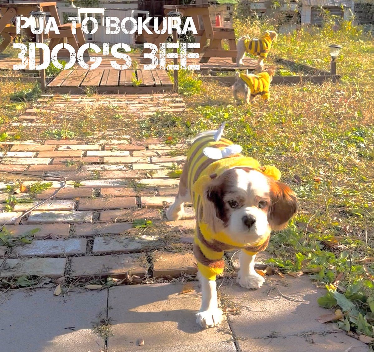 可愛いうちの子達に激安サイトで買った服を着させてみました^_^ SHIEN