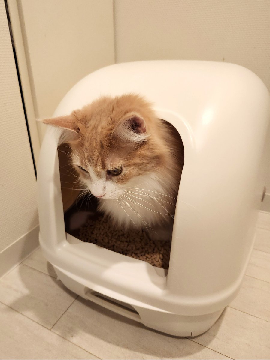 🐱いま真剣だからちょっと待って
#メインクーン #ねこ #猫のいる暮らし #猫好きさんと繋がりたい