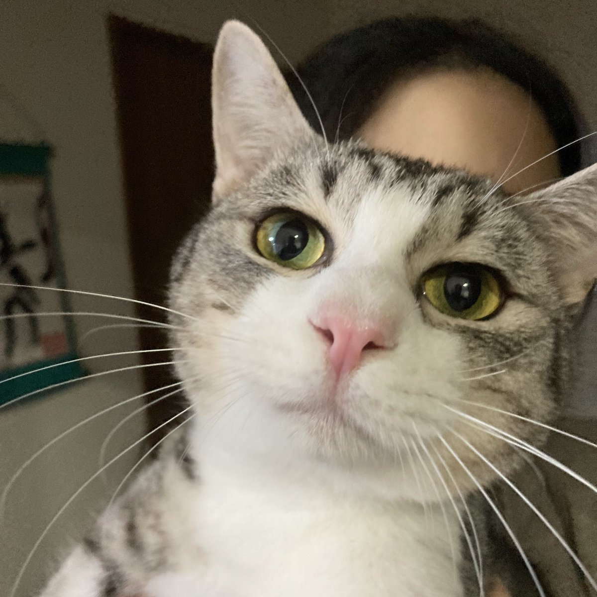 #お迎えした頃の自慢の一枚見せて