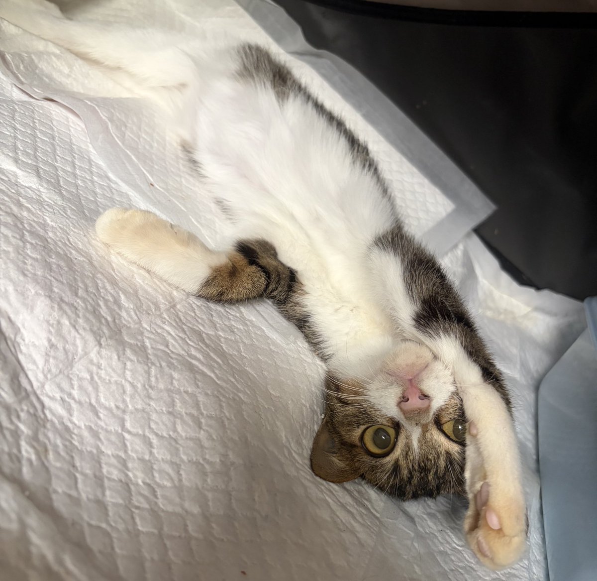 今日は保護猫ボランティアに行って来ました。写真は寝たきり子猫のホープ君です。
怪我で立つことができません。
今日は頭を上げることができました！
偉いぞホープ君。