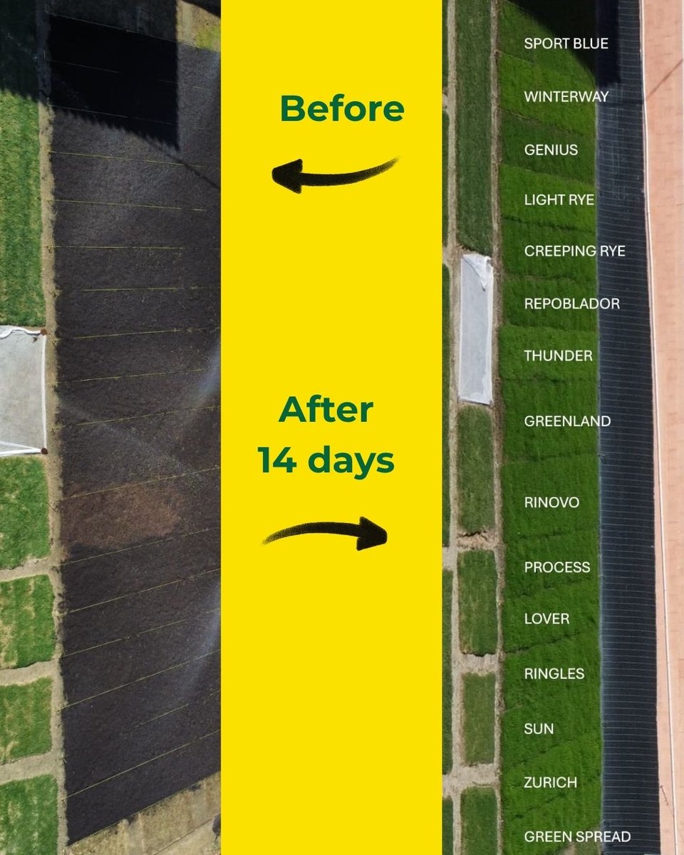 SemillasFitoTG's tweet image. After 14 days, the first results of our overseeding trials on #Bermudagrass are visible. The mixtures and varieties selected for autumn overseeding ensure a uniform green cover, essential for maintaining high winter performance on warm-season sports fields. #Fitoturfgrass