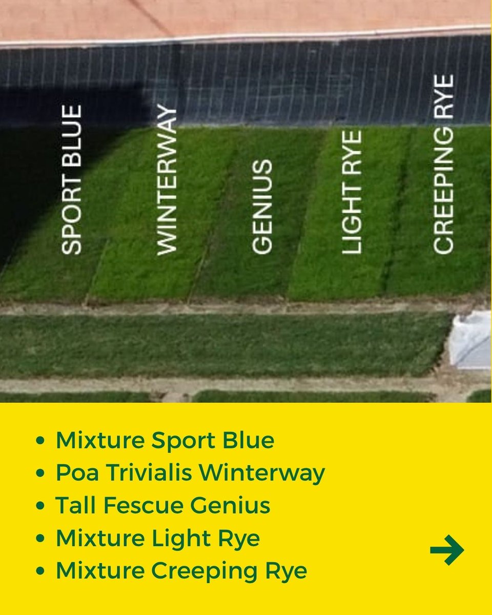 SemillasFitoTG's tweet image. After 14 days, the first results of our overseeding trials on #Bermudagrass are visible. The mixtures and varieties selected for autumn overseeding ensure a uniform green cover, essential for maintaining high winter performance on warm-season sports fields. #Fitoturfgrass