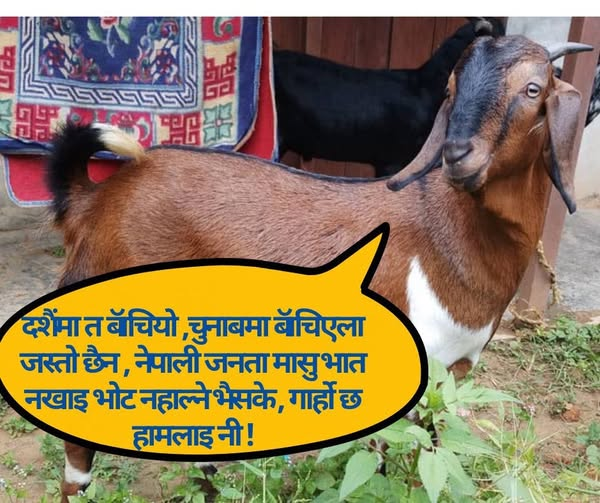 यो के आयो फेरी ?