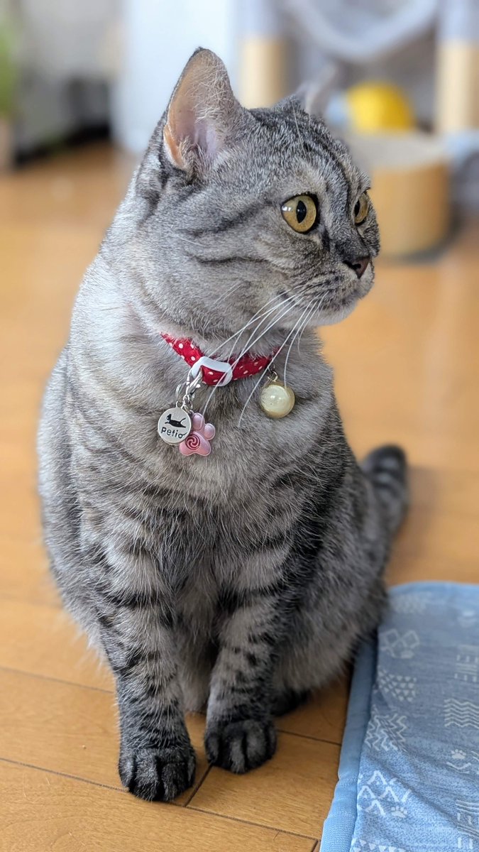 ねこさん⚡(ΦωΦ) (@catnap707) / Posts / X