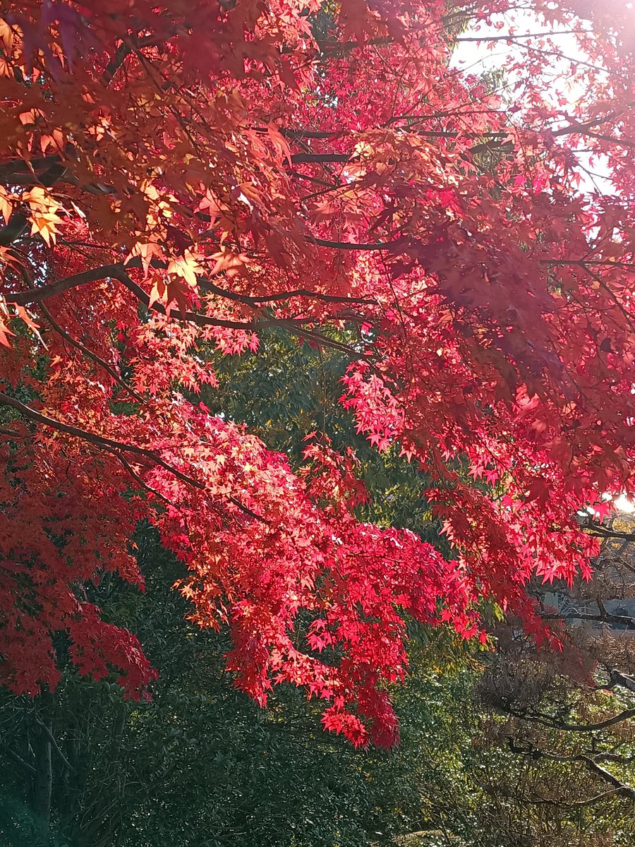紅葉が綺麗に色づいていました
日本の秋はいいですね🍁