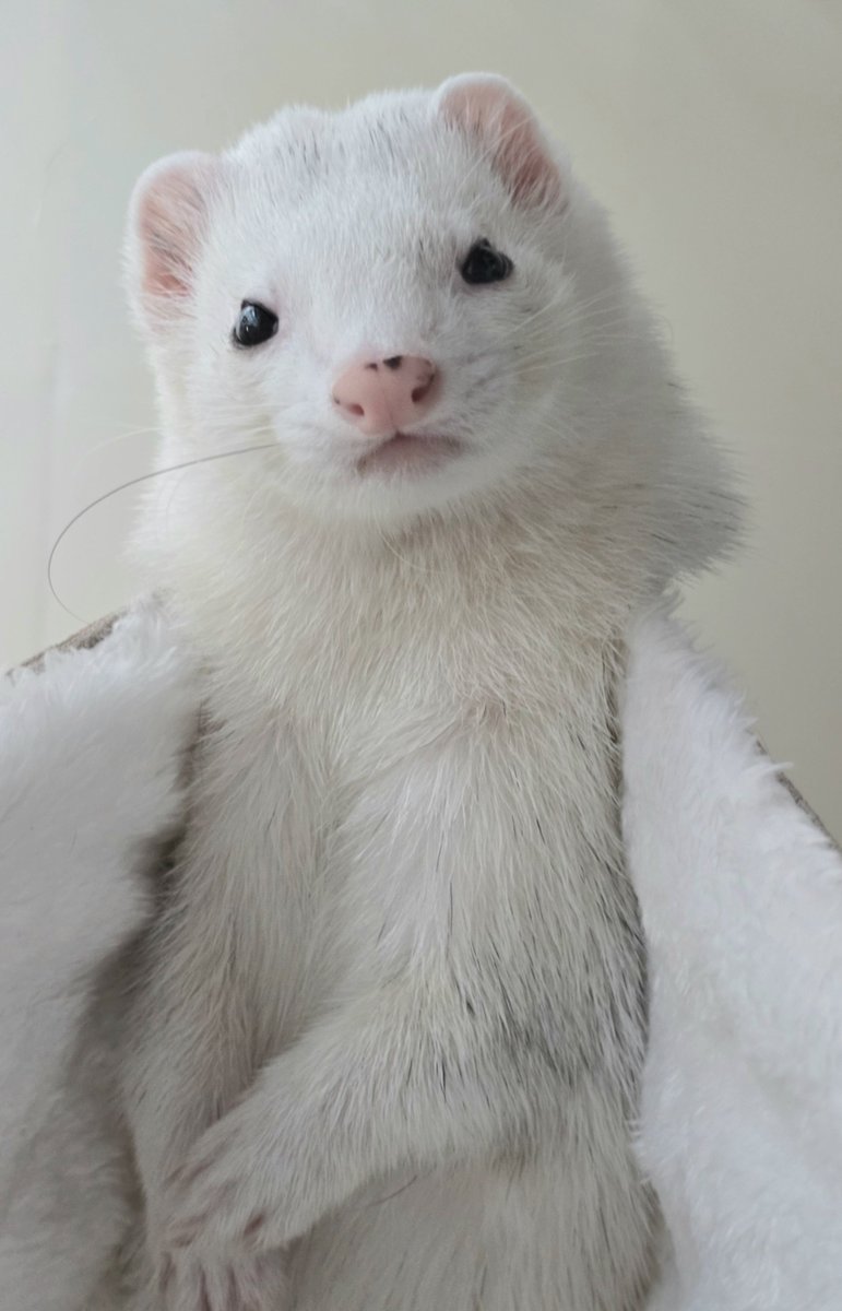 shiromo_ferret's tweet image. 顔と性格がいい男

 #ferret