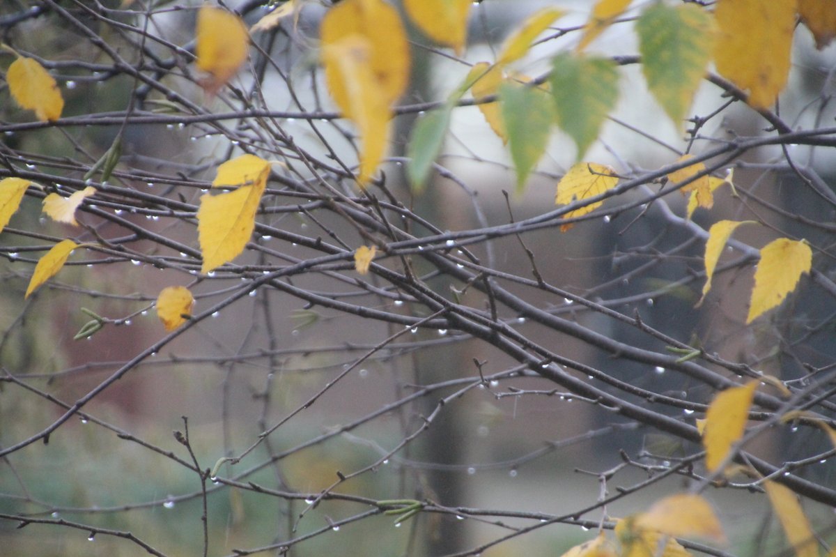 Johnrambo497's tweet image. #Sunpower1 #Day #At #Night #And #Water #Drops #On #The #Branches 💧 Vanmorgen De &quot;Omslag Foto&quot; Veranderd t.ly/R59Ub 📸 Kijken 🧐 Uiteraard ☕️ Zelf 🥰 Doen 😍 bit.ly/3wgmPZ2 👉