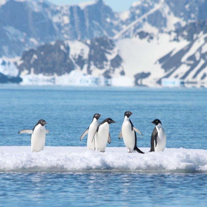 HANNI BRASIL tweet media