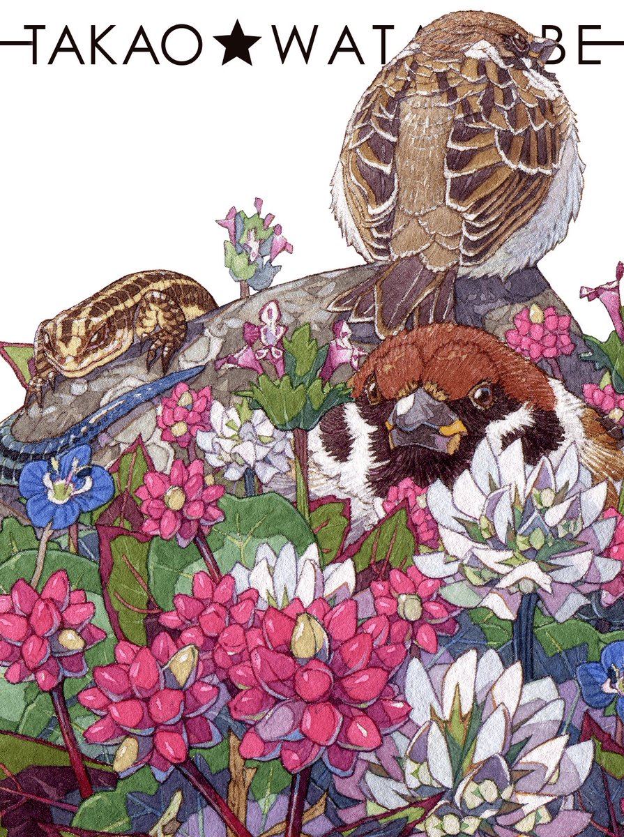 takao_watanabe's tweet image. 庭にポリゴナム(ヒメツルソバ)が綺麗に咲いてました！僕はこの植物が大好きで画集の表紙用の絵もこの植物をたくさん描いています😊

#Illustration