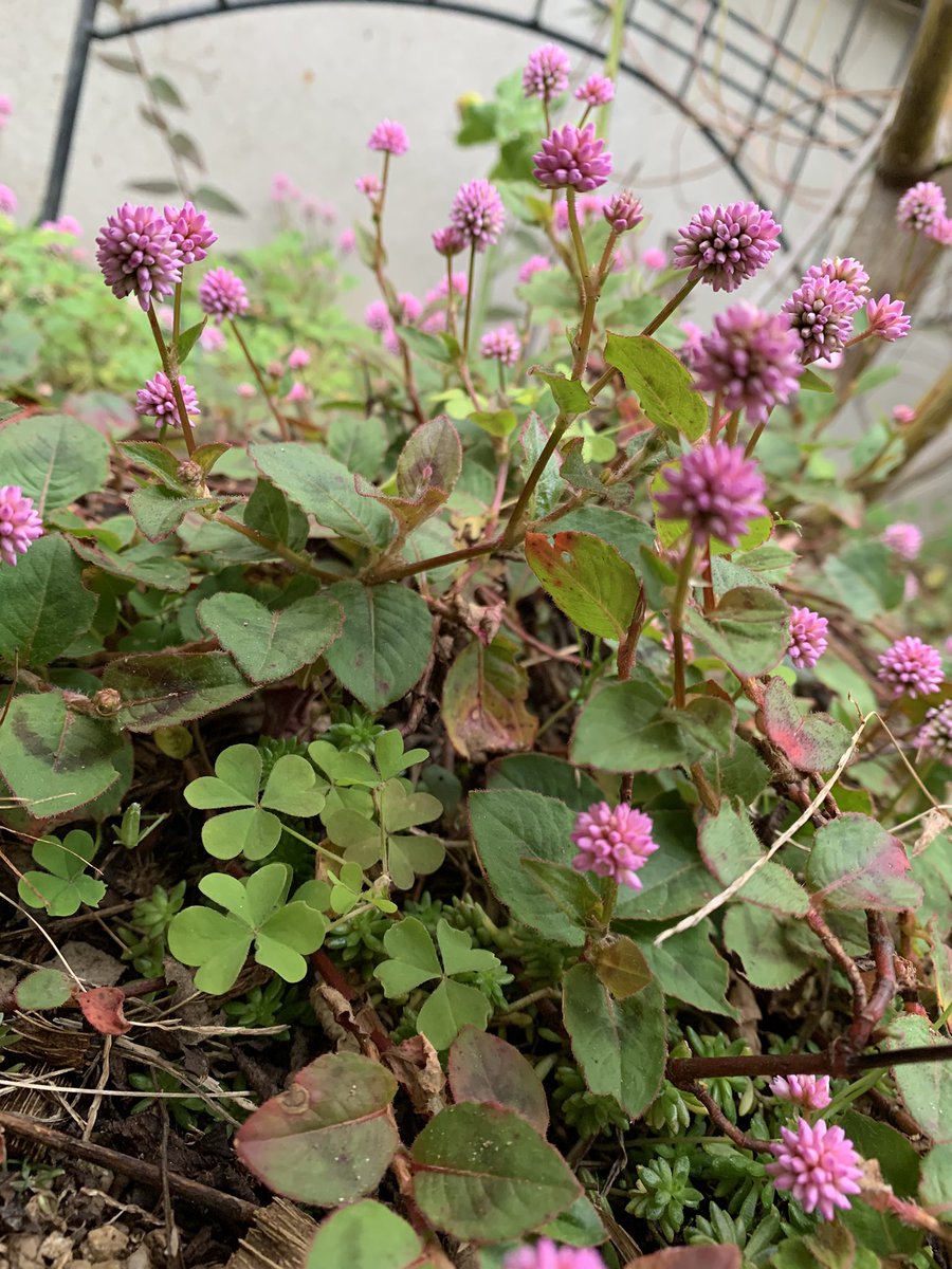 takao_watanabe's tweet image. 庭にポリゴナム(ヒメツルソバ)が綺麗に咲いてました！僕はこの植物が大好きで画集の表紙用の絵もこの植物をたくさん描いています😊

#Illustration