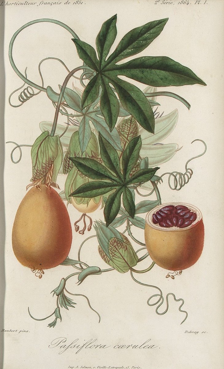 Hortalia_SNHF's tweet photo. PATRIMOINE #passiflore #plantlovers
La bibliothèque de la Société nationale d'horticulture de France (SNHF) vous souhaite une bonne semaine ! 👋☺️
Gravure extraite de "L'Horticulteur français", 1864.
En ligne sur https://t.co/GfHz3AvqIZ https://t.co/7n9ak7Wn4D