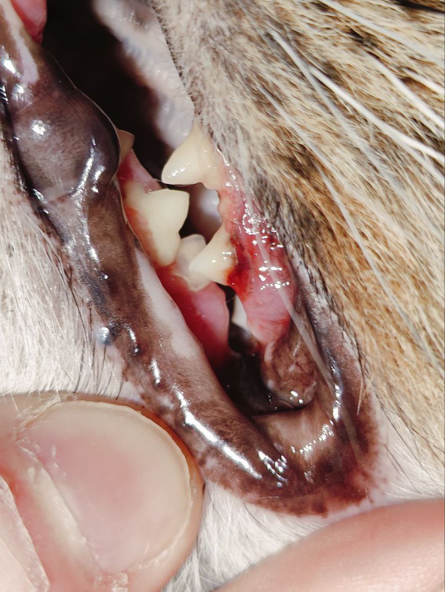 teacherrka's tweet image. Ребят, очень нужна помощь моим знакомым! У их кошечки, Сплюши, гингивостоматит и резорбция зубов, организм отвергает собственные зубы и нужна двухэтапная операция по удалению 😭 помогите пожалуйста если есть возможность 💔

tbank.ru/cf/8FN29V74Ocq

messenger.online.sberbank.ru/sl/UXlNoMYIyl7…