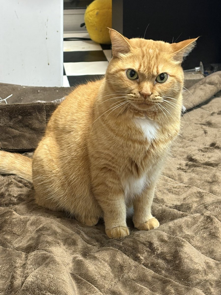 食べちゃう　(茶虎) 食べちゃう (茶虎) 食べちゃう (茶虎) 食べちゃう (茶虎) 茶虎