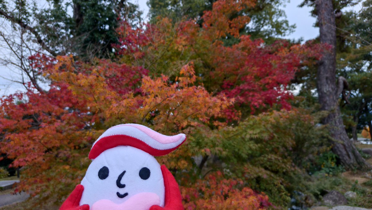 ～ギュっとちゃんより～
#山口 に行ってきたよ
山口県警からの帰りに、ふくまるくんと山口県の特産品「夏みかん」カラーのお友達と一緒に香山公園で記念写真！
公園は紅葉🍁が始まってて、きれいな景色だったんだ

#ふくまるくん