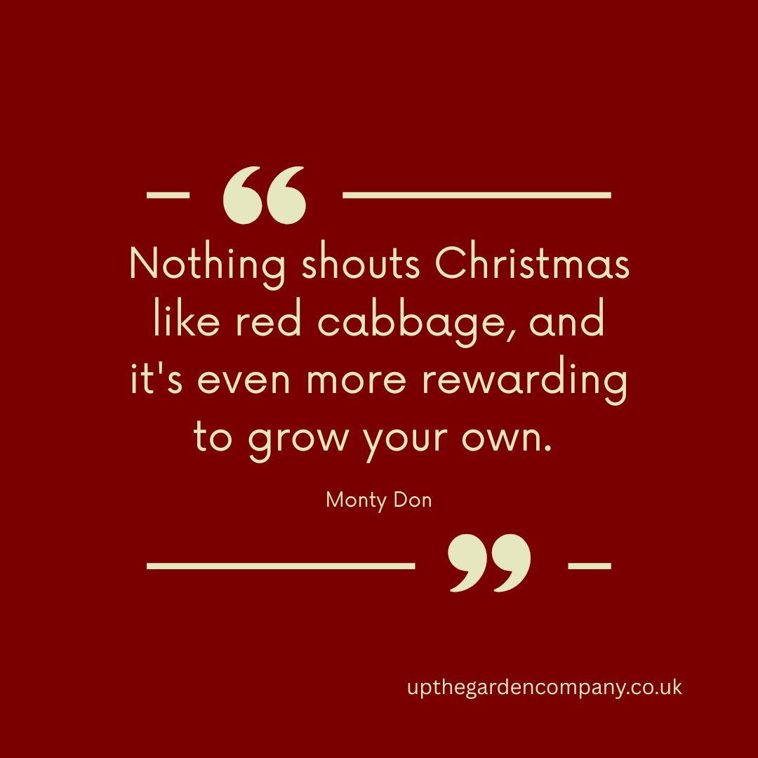 UpTheGardenCo's tweet image. He’s right—there’s something magical about harvesting vibrant, homegrown red cabbage just in time for festive feasts.
#MontyDon #RedCabbage #GrowYourOwn #ChristmasCooking #FestiveFood #KitchenGarden #HomeGrownVeg  #FoodFromScratch #GrowYourOwnFood #GardenersOfInstagram #Christmas
