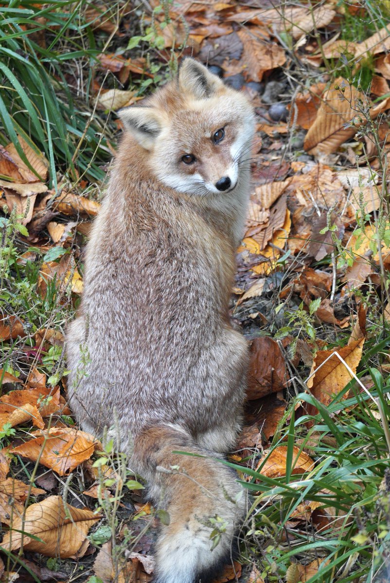 まめちこ (@19mskoii) / Posts / X