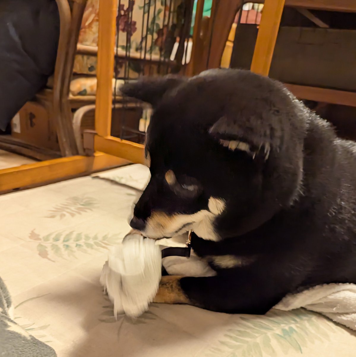 豆柴さくら🌸 (@mame_sakura0426) / Posts / X