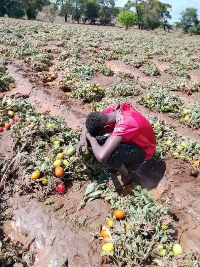 “Kilimo ni Uti wa mgongo”💔🥶