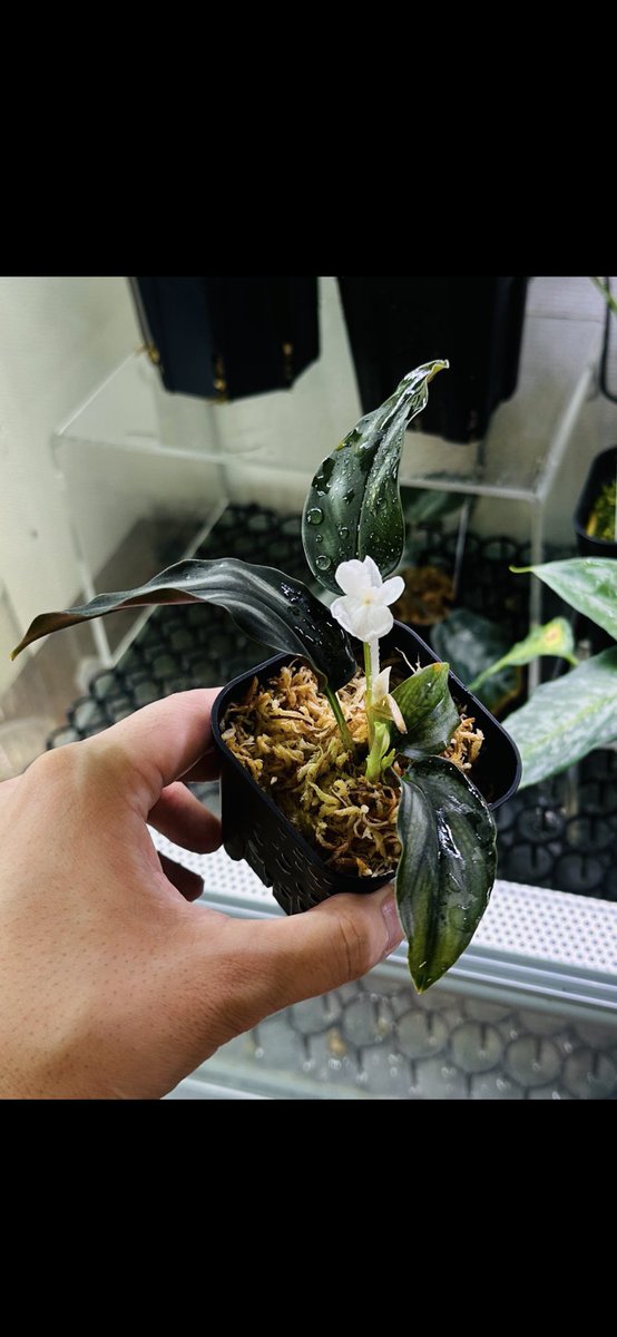 Masaya (@masaya_zxrs) / Posts / X