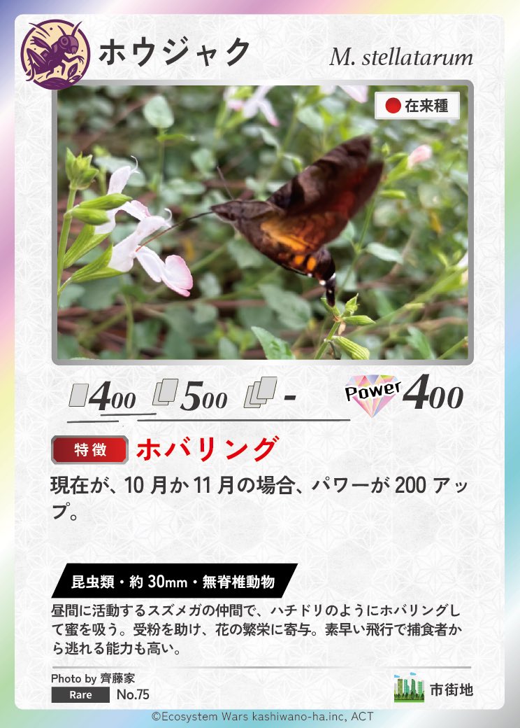Ecosystem_Wars's tweet image. 🪽🌸生態系ウォーズ カード化フォトコンテスト✨
🎉入賞おめでとうございます🎉

カード名は「ホウジャク」🌼
スズメガの仲間で、昼間に活動する“ポリネーター”。
高速で羽ばたきながらハチドリのようにホバリングし、細長い口吻で素早く蜜を吸う姿はまさに空中の職人🛠️✨…