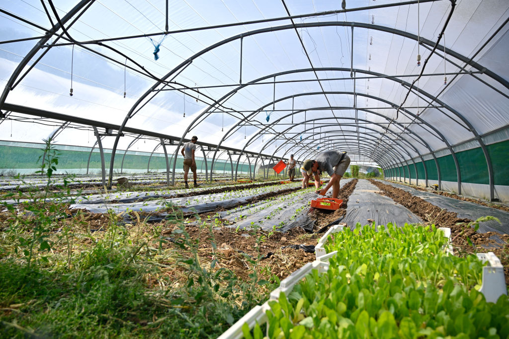 Rebond du secteur biologique français après des années de crise: Après quatre ans de turbulences sans précédent, le secteur biologique français retrouve des couleurs. La demande repart à la hausse, confirmant une tendance observée ailleurs en Europe et… dlvr.it/TPJsDQ