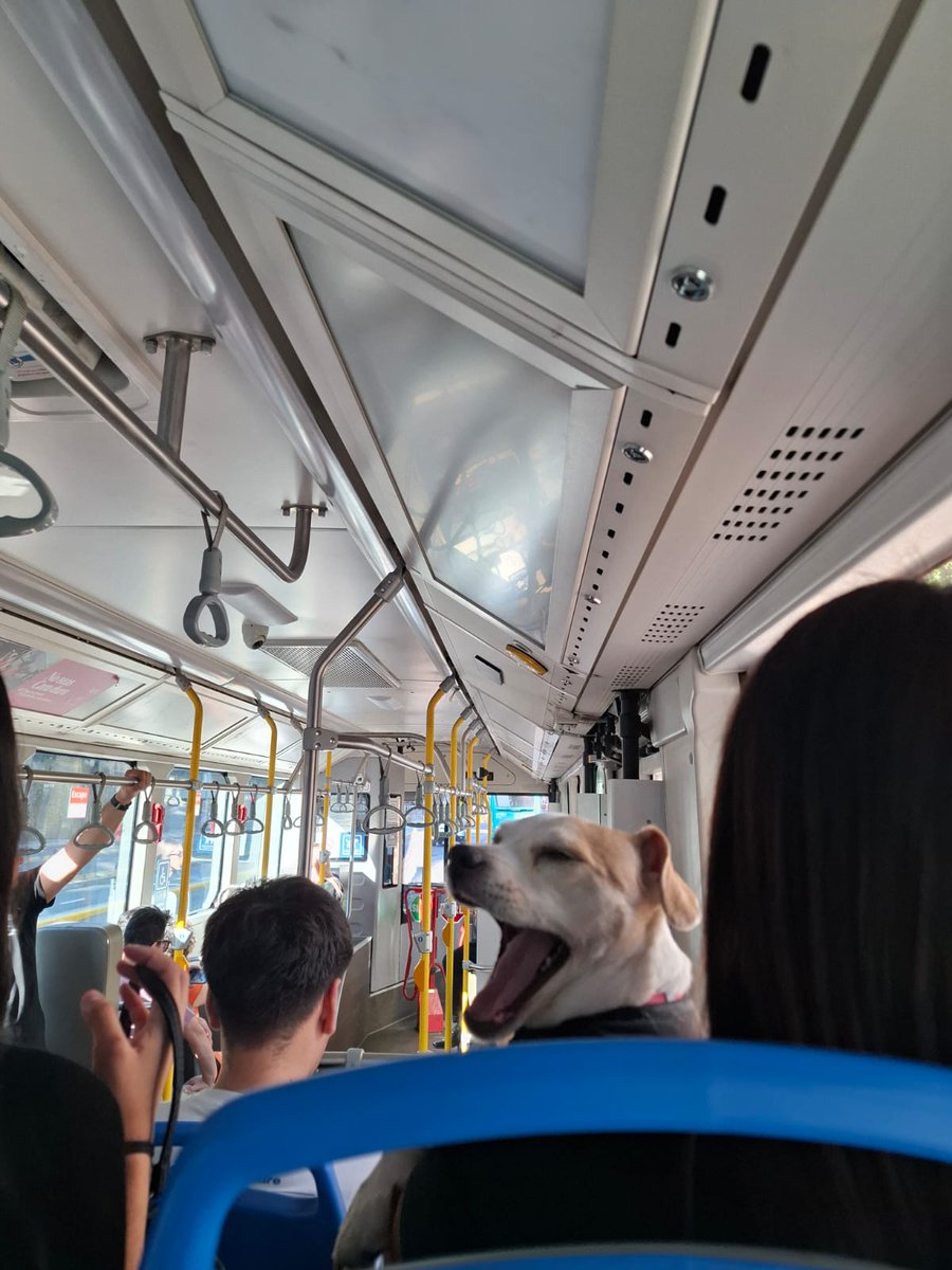 triwidad's tweet image. Ayer vi un perrito en la micro, fue el momento alto de mi día: