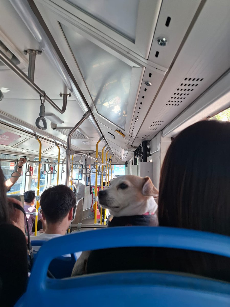 triwidad's tweet image. Ayer vi un perrito en la micro, fue el momento alto de mi día: