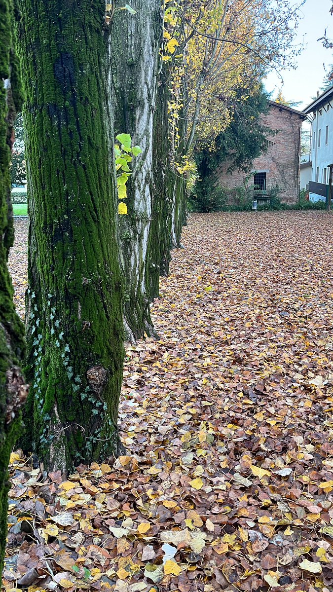 olap_imper's tweet image. E cammino